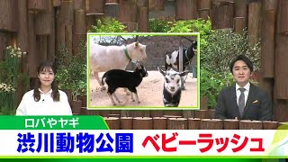 渋川動物公園でベビーラッシュ【岡山・玉野市】