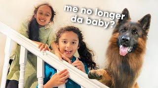 German shepherd meets new baby for the first time | Inspired by Life with Malamutes