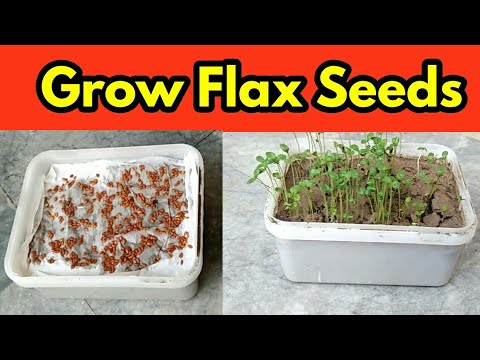 Grow Flax Seeds Microgreens Youtube