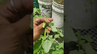 இந்தக் கீரையை சாப்பிடலாமா 🤔#மாடிதோட்டம் #gardening #maadithottam #shortvideo #shorts