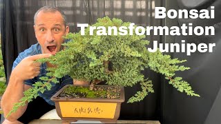 Bonsai Transformation - Juniper procumbens restyle from overgrown tree to refined bonsai