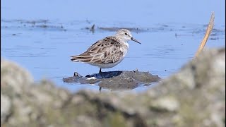 ヨーロッパトウネン冬羽 採餌＆羽繕い