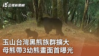 玉山台灣黑熊族群擴大 母熊帶3幼熊畫面首曝光｜20230812 公視中晝新聞