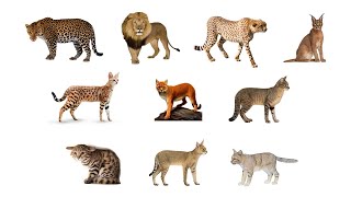 🐅 🐆 Wild Cats of Africa | 10 Types Of African Wild Cats #wildcats #AfricanCats 🦁🐅🐈🐱