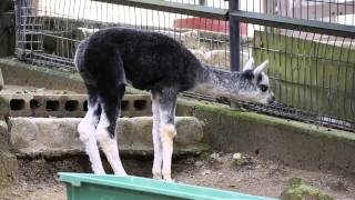 アルパカのプリンとケークン(五月山動物園)