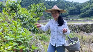 农田的野菜，配上婆婆的摊饼技艺，绝佳口感！