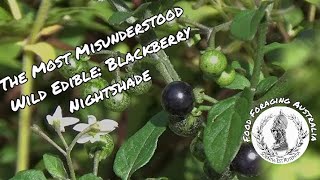 The Most Misunderstood Wild Edible, The Blackberry Nightshade (Solanum Nigrum).