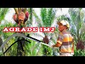 TERNYATA EGREK AGRADE IMJ TAK KALAH SAMA EGREK PALM KING PRO_OIL PALM_moh ali chanel new