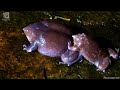 indian purple frog the world’s strangest amphibian 10 knowledge daily