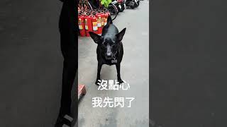 沒點心轉頭就走的汪星人doge｜旺來