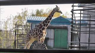 2011年10月20日　おびひろ動物園　アミメキリン