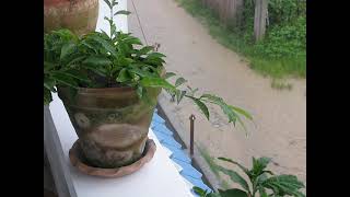 Heavy monsoon rain, Satungal, Kathmandu, Nepal