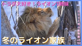 遊んでよトラしゃん♪ライオンの子ども達待ちぼうけ？優しいトラはライオンと友達オリト＆イオ家族生活vol.182@旭山動物園/Lion cubs waiting to play with tigers