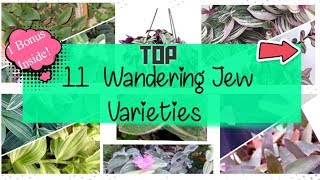 Top 12 Wandering Jew Varieties | Rejuvenate with Plants