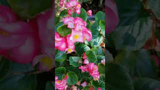 葉も花も存在感を主張　ベゴニア・センパフローレンス　Both leaves and flowers insist on their presence / Begonia Sempa Florence