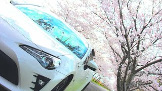 86で行く　佐賀空港　桜ロード　桜満開