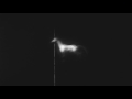 Eivør - Silvitni (Lyric Video)