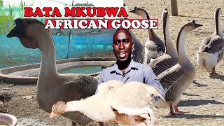 UFUGAJI WA BATA BUKINI AINA  YA AFRICAN GOOSE