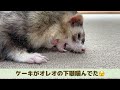 フェレットと一緒にトンネルで遊ぼっ♪【ferret 1283】