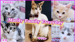 家猫になりました！元野良猫マリリン・ファミリー ・エブリディ