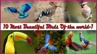 Top 10 most beautiful birds part-1| চমৎকার ১০টি পাখি | Exotic Birds | Amazing World | Amazing Birds