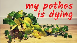 Reviving my dying pothos | post-vacation plant vlog