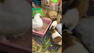 Pigeon Vs Guinea pig 🕊️🪶🦨 #funny #guineapig #pigeon