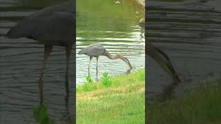 Amazing Capture: Blue Heron Snatches Muskrat!