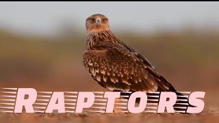 Fascinating raptors of India