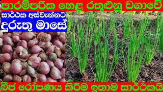 රතුළුනූ වගාවක්/ දුරුතු මාසයේ /කිරීම පාරම්පරික සිරිතකි /පොහොර භාවිතයෙන් තොර අස්වැන්න ගන්න