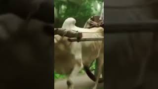 శుభోదయo అందరికీ (పల్లెటూరి అందాలు) 🐂🐄🌿☘️🌳🌴