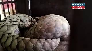 STF Recovers Two Pangolins in Boudh, 2 Arrested