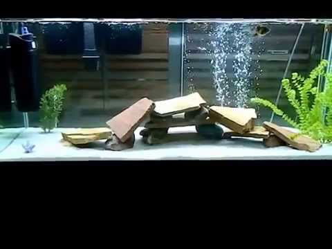 fish tank is cloudy (1:50 watch this get clear!) Awesome! fish tank is cloudy (1:50 watch this get clear!) Awesome!