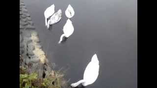 20141005手賀沼柏ふるさと公園周辺のハクチョウ白鳥スワンSWANS