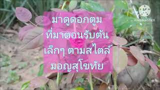 กุหลาบมอญสุโขทัยสีสด ดอกเล็กๆ สั่งจาก Rose garden Suphan ทางเพจ Facebook ค่ะ