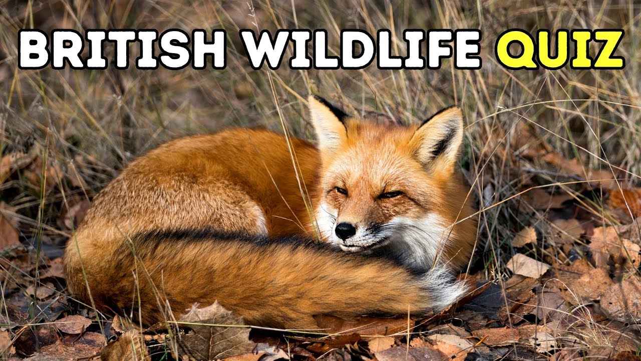 British Wildlife Quiz - Questions And Answers - Trivia Questions - 25 ...