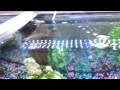 90g tank led 1200 aquarium light.