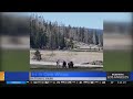 Bison attacks 71-year-old woman at Yellowstone National Park