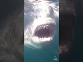 Great White Shark Comes With Jaws Wide Open #shorts