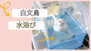 白文鳥の『水浴び』　JavaSparrow