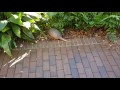 armadillo hopping around