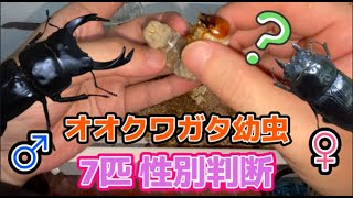 【オオクワガタ】孵化後2ヶ月目のオオクワ幼虫の体重\u0026性別確認します!!!!!【クワガタ幼虫性別判断】