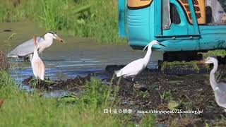 アマサギ サギたちに大人気なユンボ