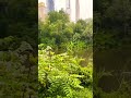 Central Park || #newyork #centralpark #touristplace #buildings #greenery #ytshorts #viralshorts