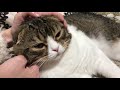 飼い主によって態度を露骨に変える猫ｗｗｗ【スコティッシュフォールド】【scottish fold】