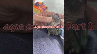 കൂടെ കിടക്കണം PART 2 l  My companion l Travel Video With My Pet Birds #parrottraining sleeping