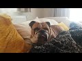 Stubborn Bulldog Enzo ))))