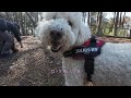 茨城県の大きなドッグラン行ってみた もふもふ大型犬とデカプー