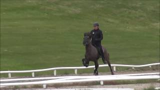 Álfaklettur in his breeding judgement 4y old, 2017