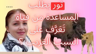 ثور يطلب المساعدة ، الفتاة تتبعه ، عندها تُدرك السبب !!